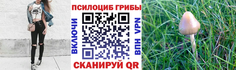 купить цена Богданович Галлюциногенные грибы Psilocybe